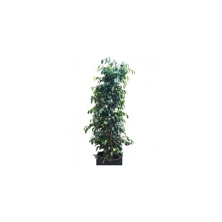 Ficus Negro